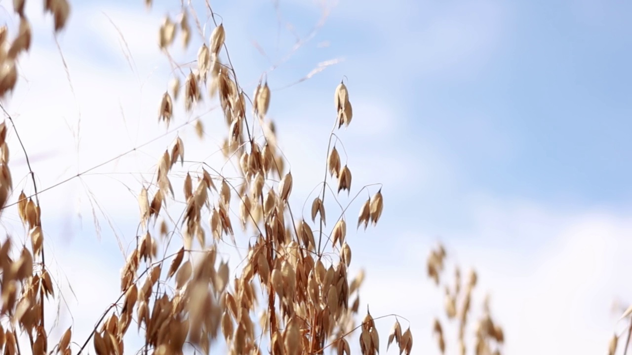 熟金色的耳朵，黑麦，燕麦或小麦在微风中摇曳的天空背景在田野。农业的概念。麦田可以收割了。世界粮食危机。视频素材