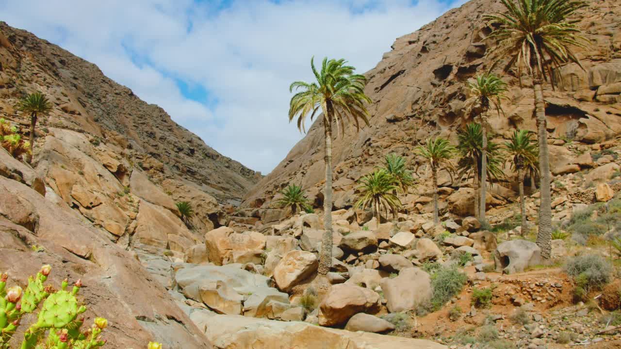 沙漠峡谷中的小绿洲。砂岩峡谷中的棕榈树。Barranco de los Enamorados。Fuerteventura,加那利群岛。静态的镜头。高质量的4 k。视频素材