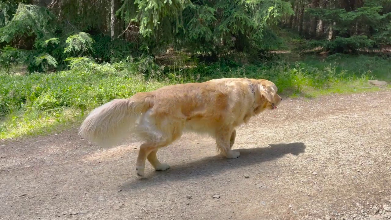 森林里的金毛猎犬视频素材