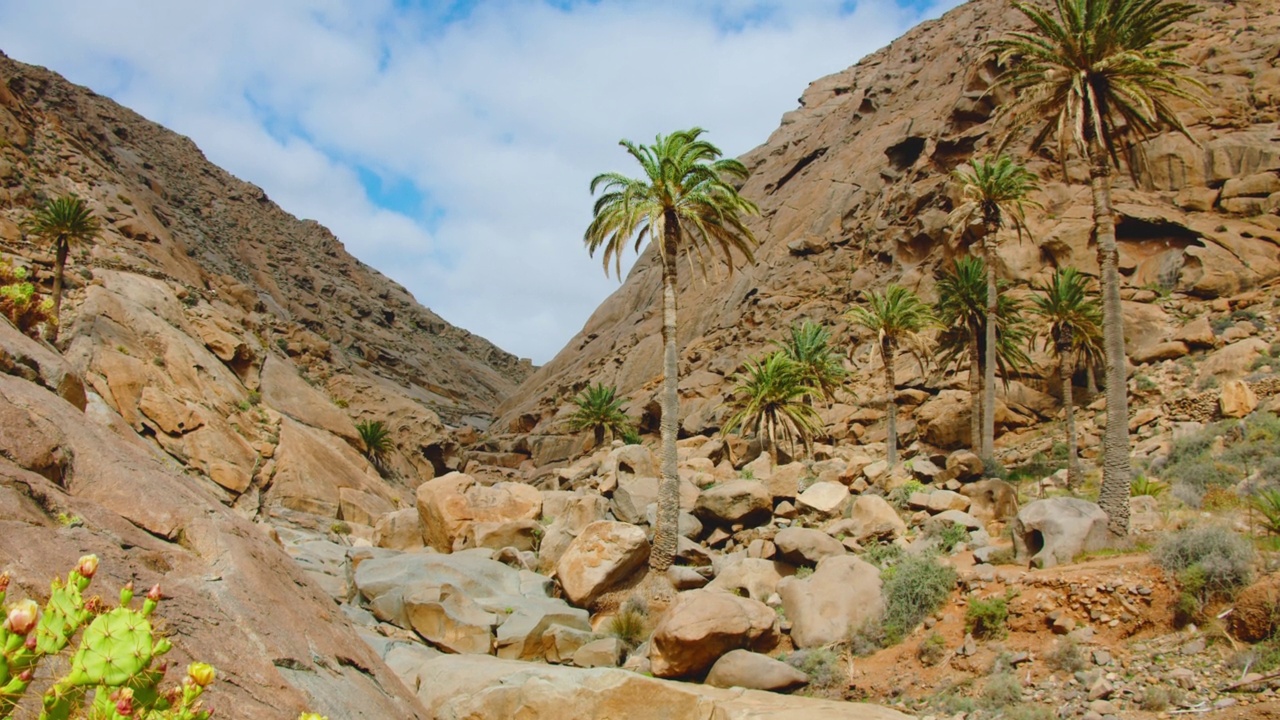 沙漠峡谷中的小绿洲。砂岩峡谷中的棕榈树。Barranco de los Enamorados。Fuerteventura,加那利群岛。静态的镜头。高质量的4 k。视频素材