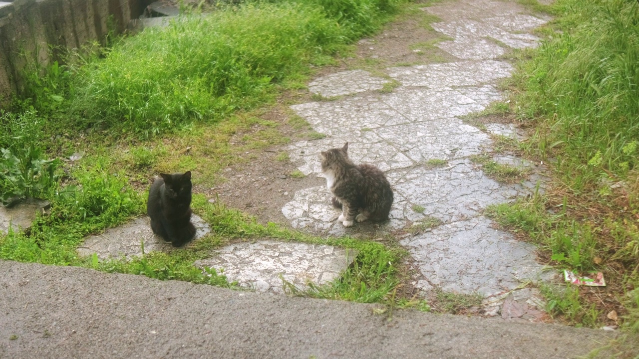 流浪猫坐在人行道上视频素材