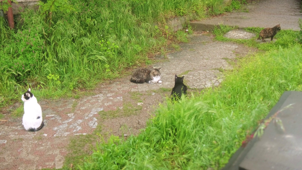 流浪猫坐在人行道上视频素材