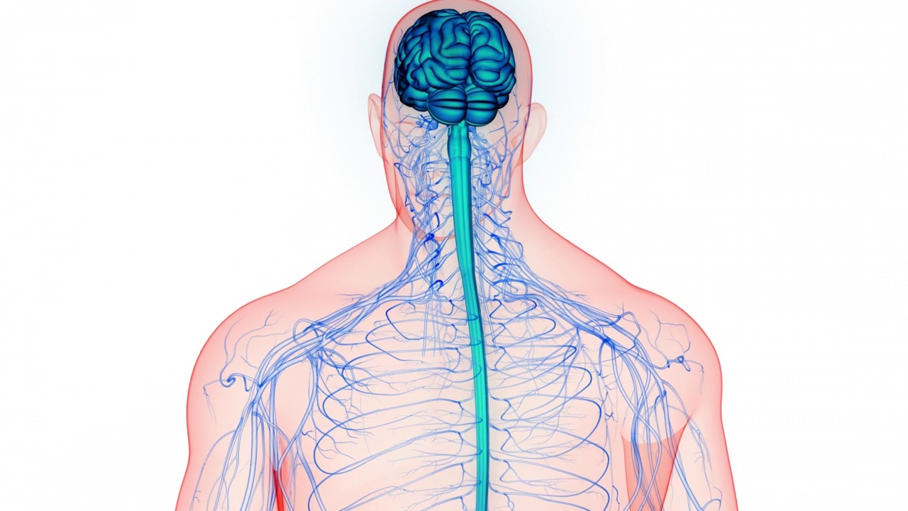 人体神经系统中枢器官脑解剖动画概念视频素材