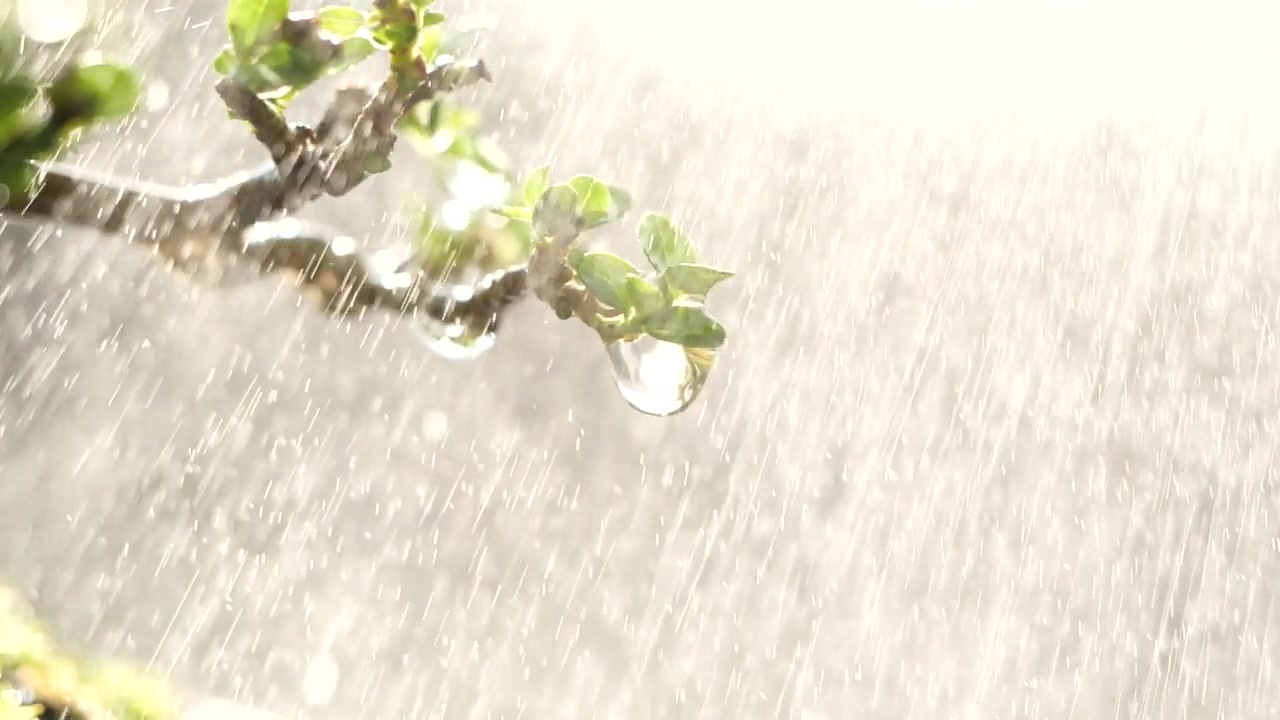 雨点从绿叶树上滴下。近照水滴在清晨的阳光自然背景，慢动作。水滴，自然，绿色，环境，生态，树叶，植物，新鲜的概念视频素材画面2