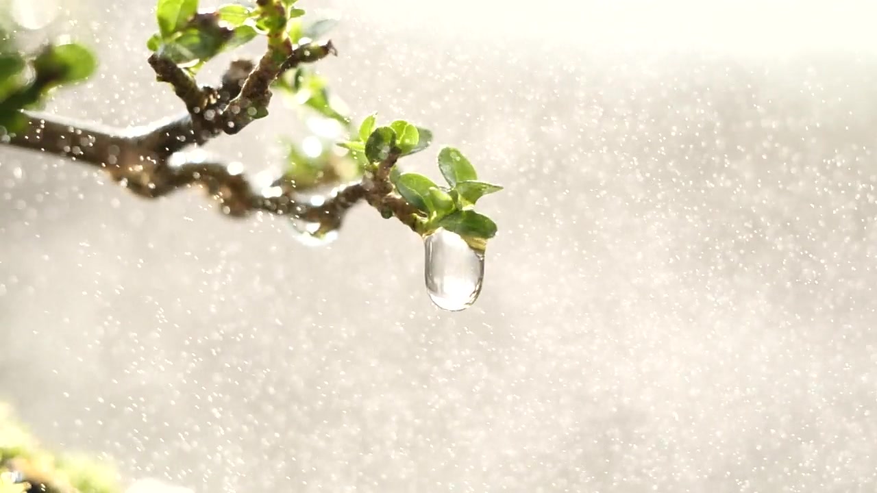 雨点从绿叶树上滴下。近照水滴在清晨的阳光自然背景，慢动作。水滴，自然，绿色，环境，生态，树叶，植物，新鲜的概念视频素材画面3