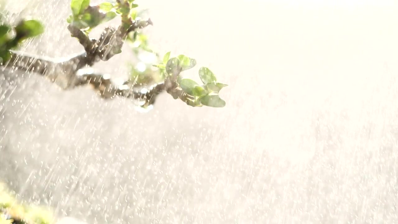 雨点从绿叶树上滴下。近照水滴在清晨的阳光自然背景，慢动作。水滴，自然，绿色，环境，生态，树叶，植物，新鲜的概念视频素材画面4