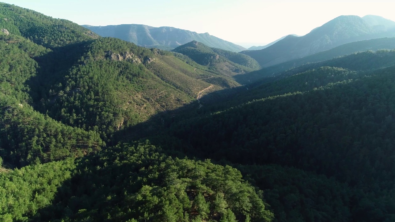 俯瞰森林，树木在山上视频素材