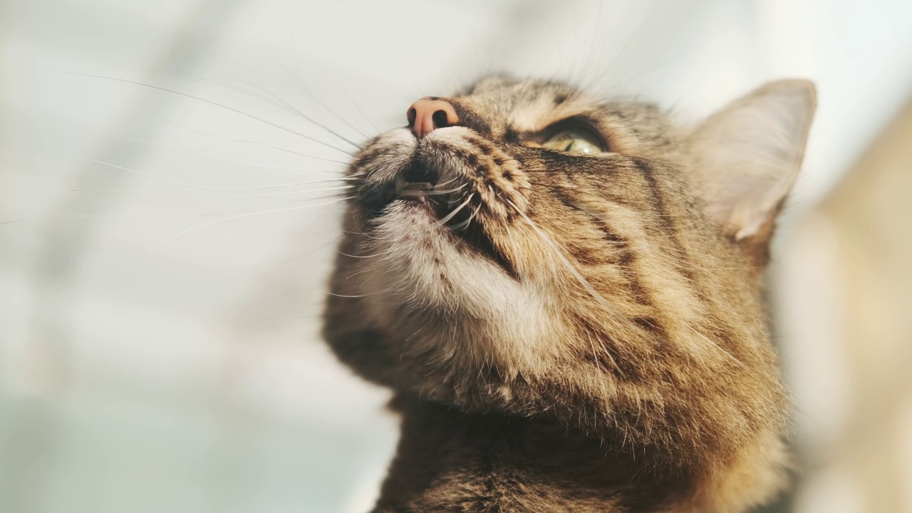 一个可爱的小猫坐在阳光下的特写。的叫声。底部视图。条纹的家猫。快乐可爱的宠物概念。修剪的猫视频素材