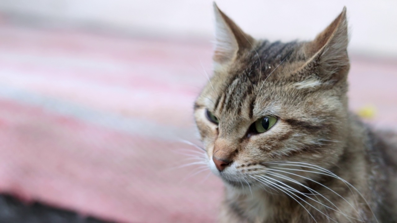 一只长着绿色眼睛的严肃猫的特写。好奇的猫在户外四处张望，近距离观察。有趣的漂亮猫咪在镜头前摆姿势。动物的爱的概念。微风吹动了他的毛胡子。视频素材