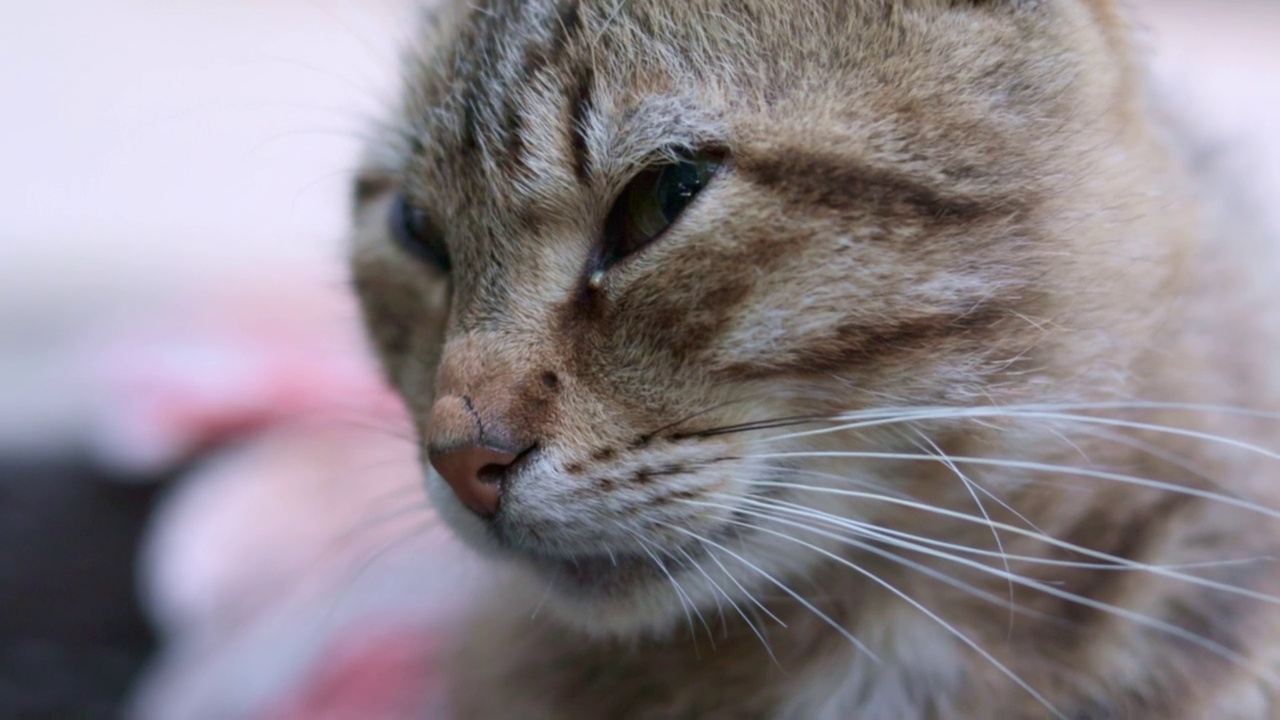 一只长着绿色眼睛的严肃猫的特写。好奇的猫在户外四处张望，近距离观察。有趣的漂亮猫咪在镜头前摆姿势。动物的爱的概念。微风吹动了他的毛胡子。视频素材