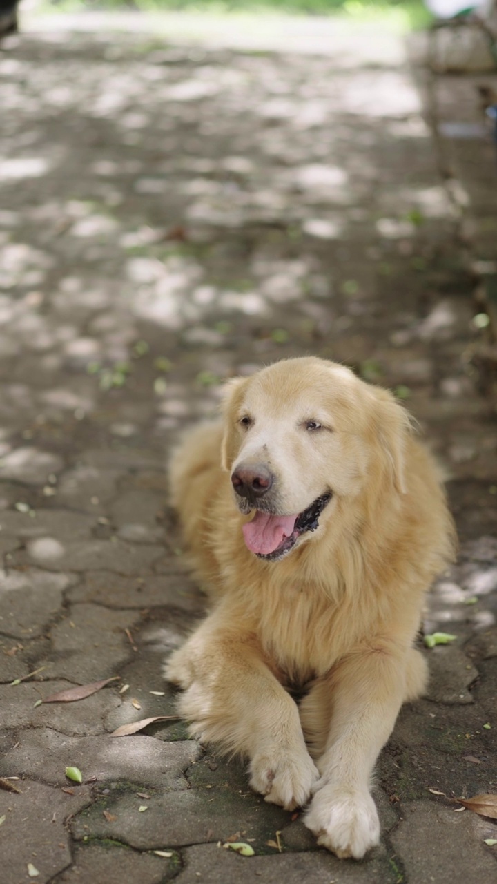 在公园里，一只金毛猎犬躺在地板上，累得大口喘气。视频素材