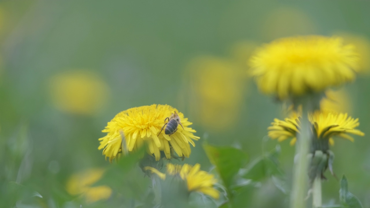 在绿色的阳光明媚的花园里，夏天的草地上，蜜蜂在黄色的蒲公英花朵上采集花蜜视频素材