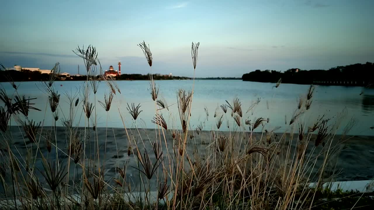 草在风中摇曳视频素材