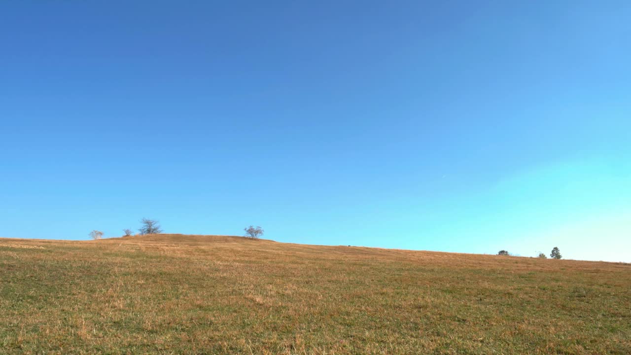 田野中央孤独的树。地平线。视频素材