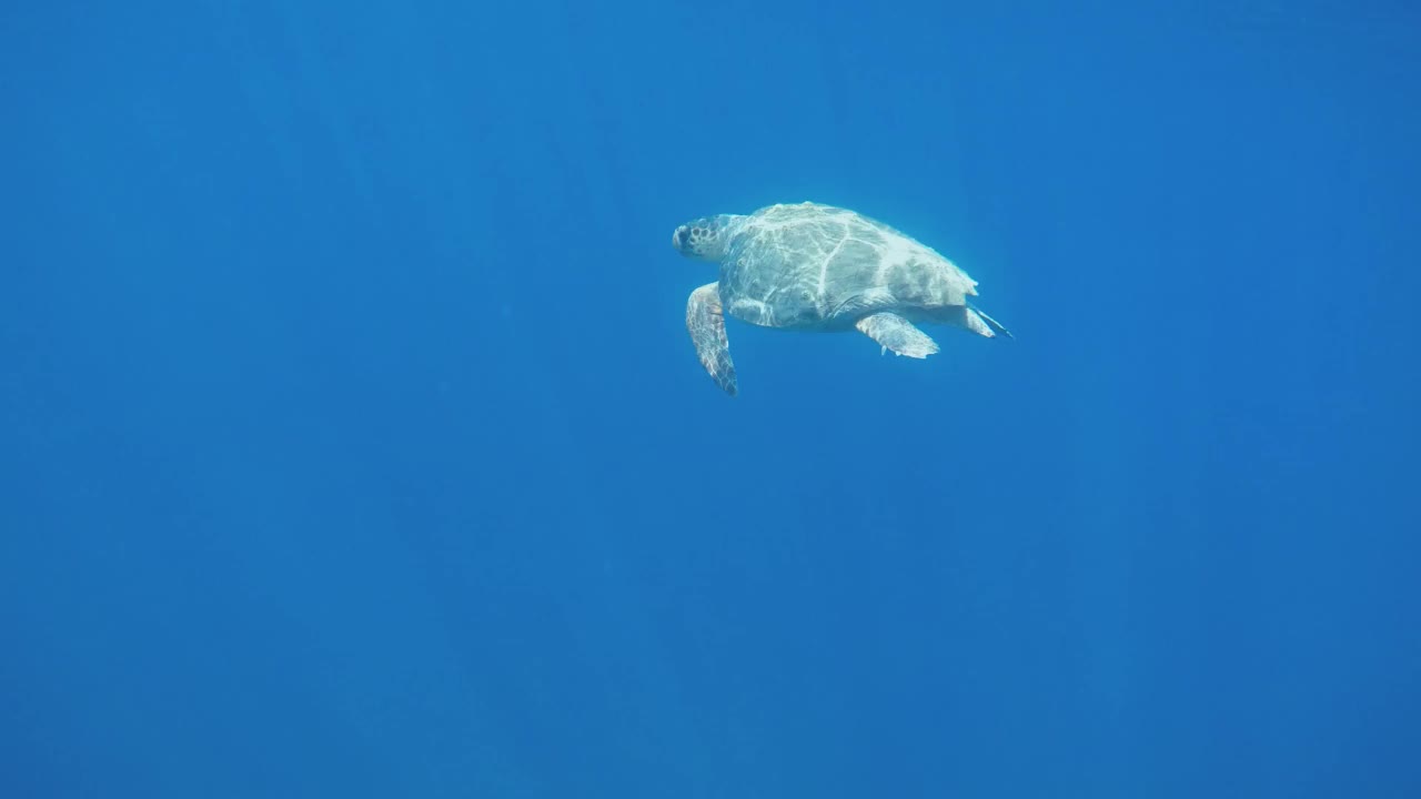 和海龟一起浮潜视频素材