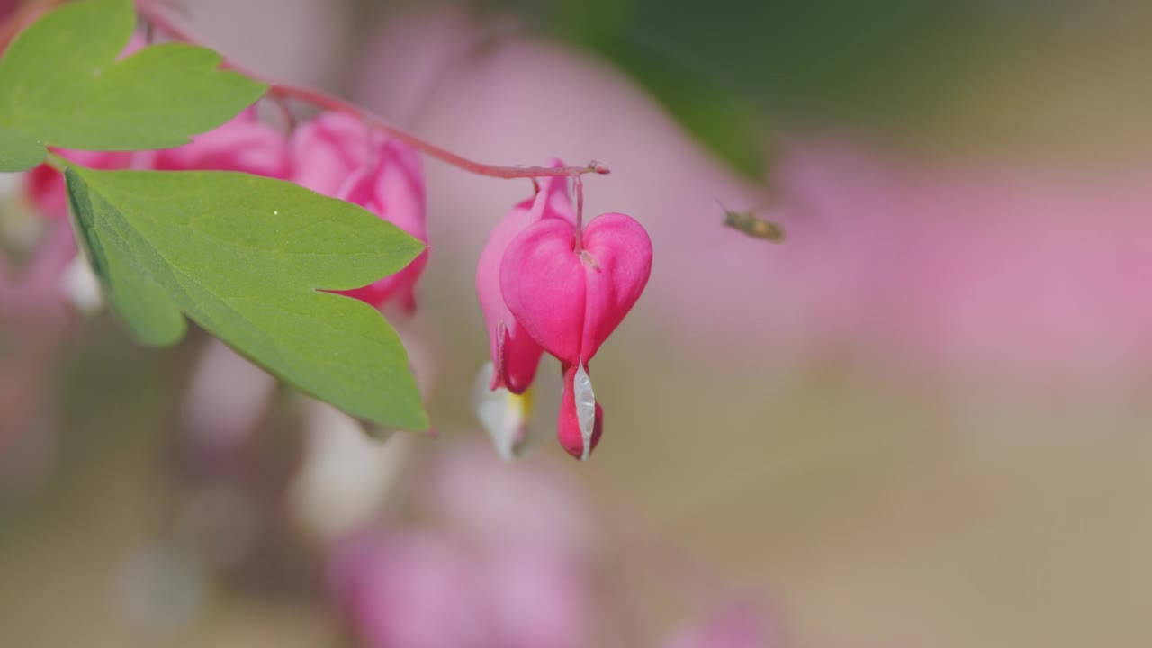 公园里美丽的盛开的台塑花。太平洋血泪之心或福尔摩沙。缓慢的运动。视频素材