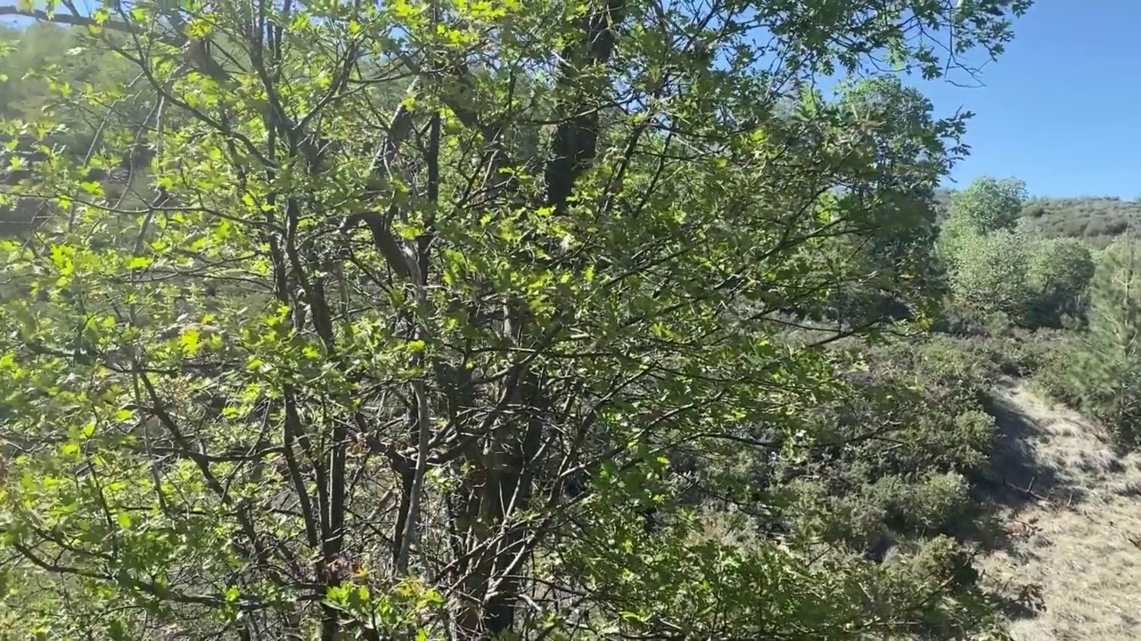 阳光徒步旅行，冒险公园，林地，森林，山，山，观赏小径视频素材