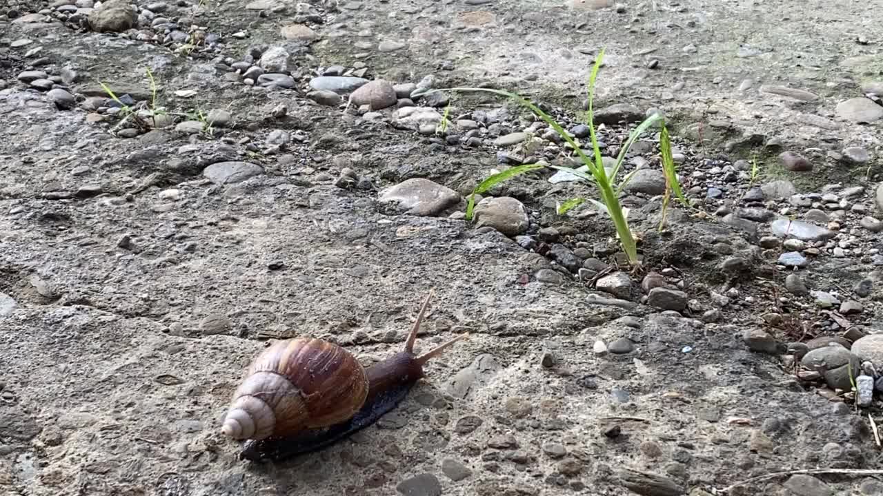 野生蜗牛视频素材