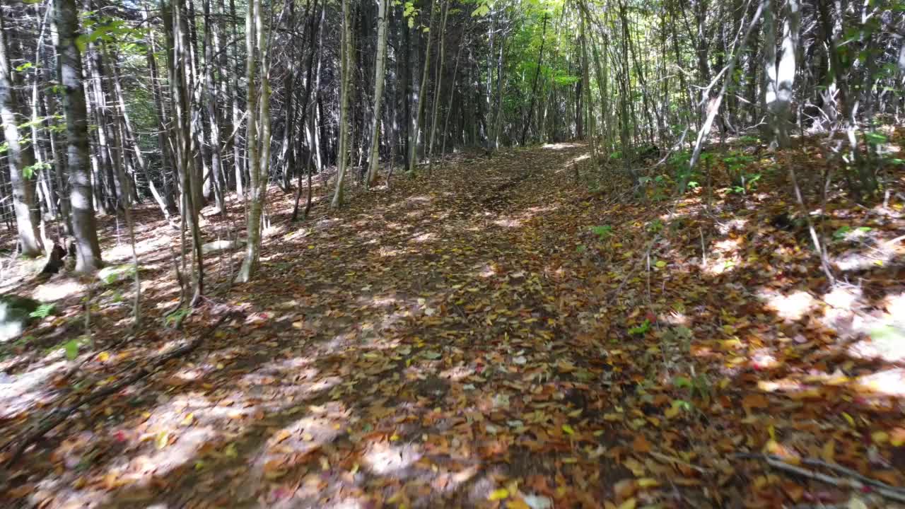 阳光下，森林里的土路上覆盖着五颜六色的落叶，树木又高又细视频素材