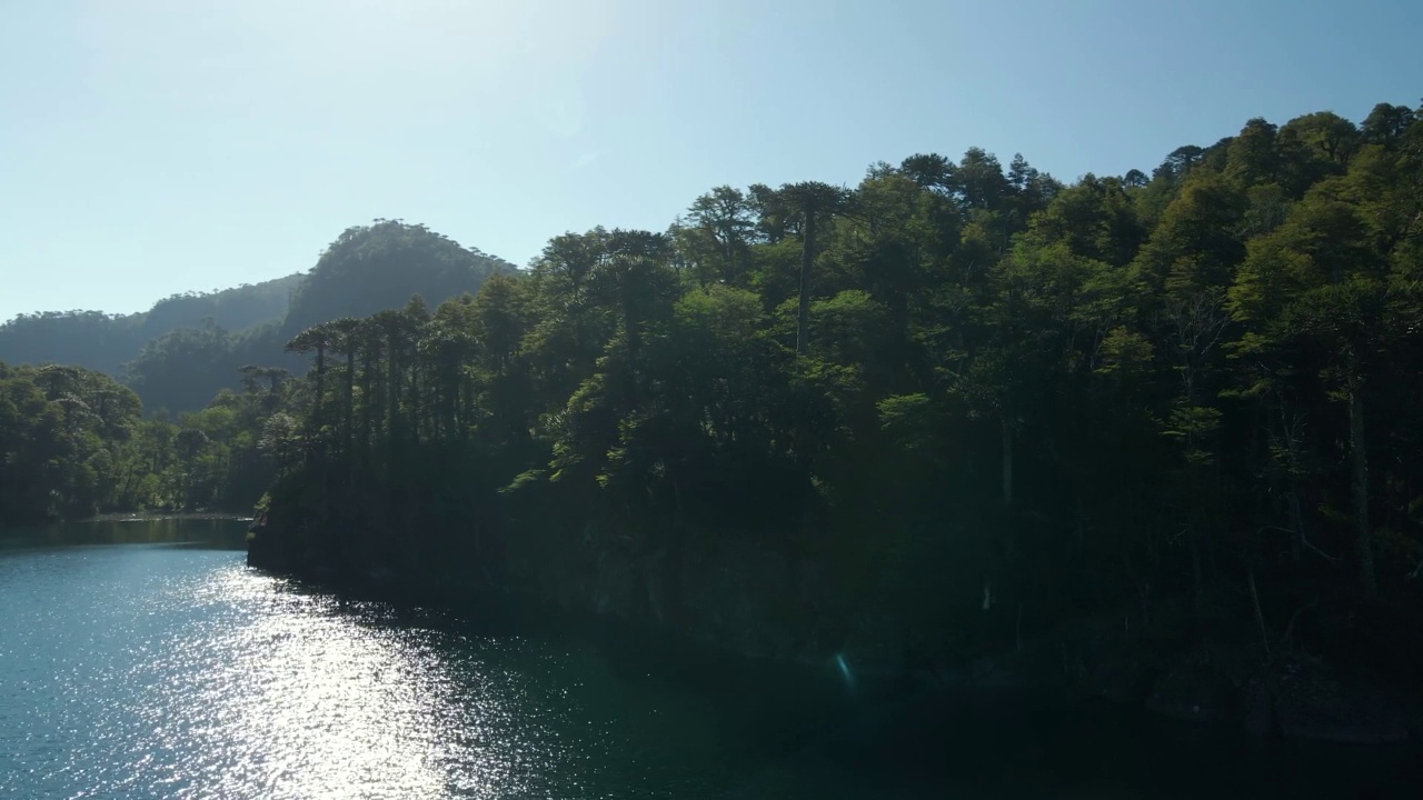 在智利南部的huerquehue国家公园的toro泻湖的araucaria (araucaria araucana)森林的全景-空中视频素材