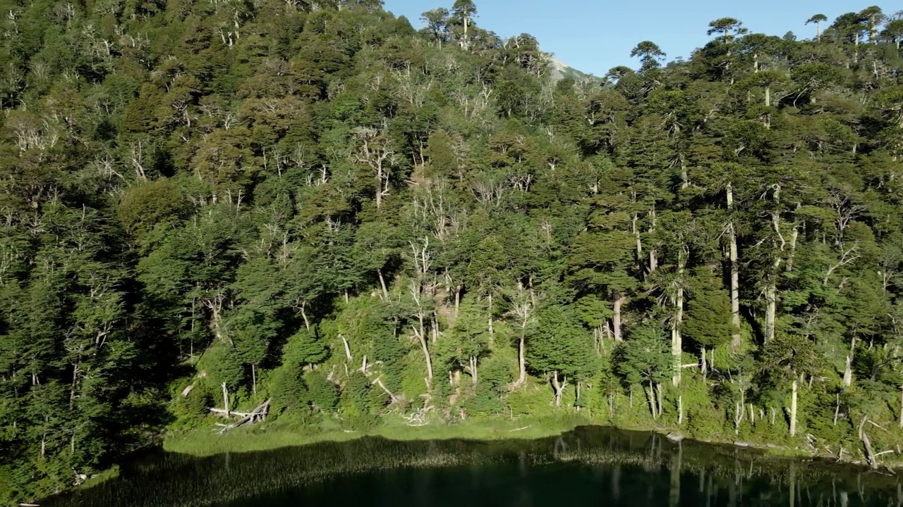 智利南部一个湖岸边的阿劳卡林(araucaria araucana)和coihue (Nothofagus dombeyi)森林的淘洗视频素材