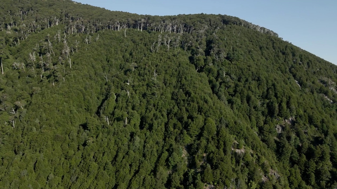 最后用无人机拍摄的coihue (Nothofagus dombeyi)森林，背景是维拉里卡火山视频素材