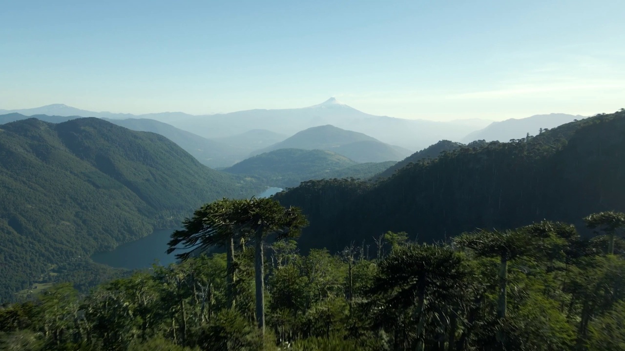 多莉朝着山顶望去，森林里满是阿劳卡里亚树(araucaria araucana)，在整个画面中，露出了锡奎尔科湖和维拉里卡火山的背景——空中视频素材