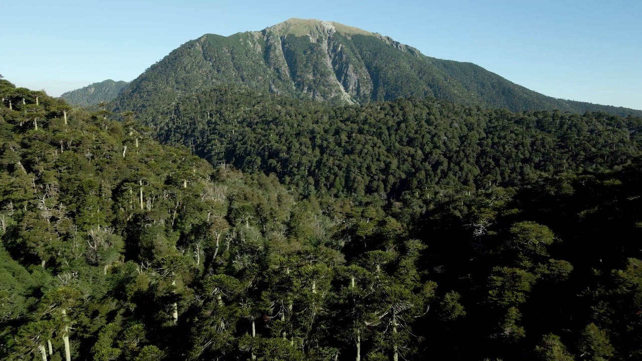 阿劳卡里亚森林(Araucaria araucana)在群山之间，背景是圣塞巴斯蒂安山-空中视频素材