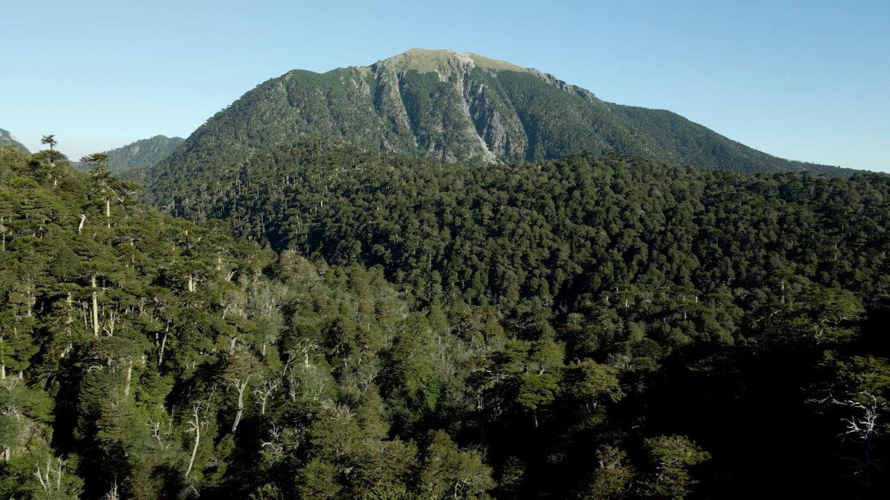 多丽走出阿劳卡林(araucaria araucana)和coihue森林(Nothofagus dombeyi)之间的山脉和背景中的圣塞巴斯蒂安山-空中视频素材