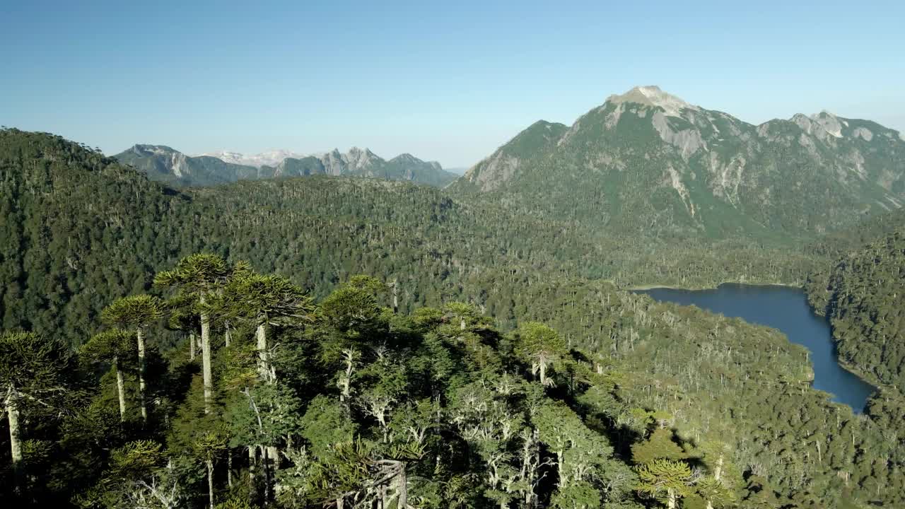 在huerquehue国家公园与toro泻湖和verde湖的一个araucaria (araucaria araucana)森林的近距离视图-空中视频素材