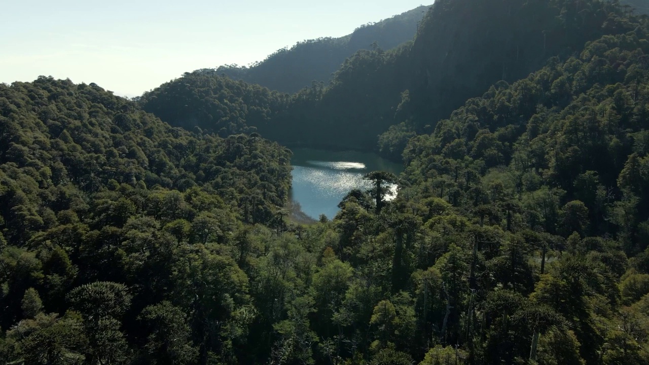 阳光明媚的一天，围绕着泻湖的阿劳卡里亚森林(Araucaria araucana)——无人机拍摄视频素材