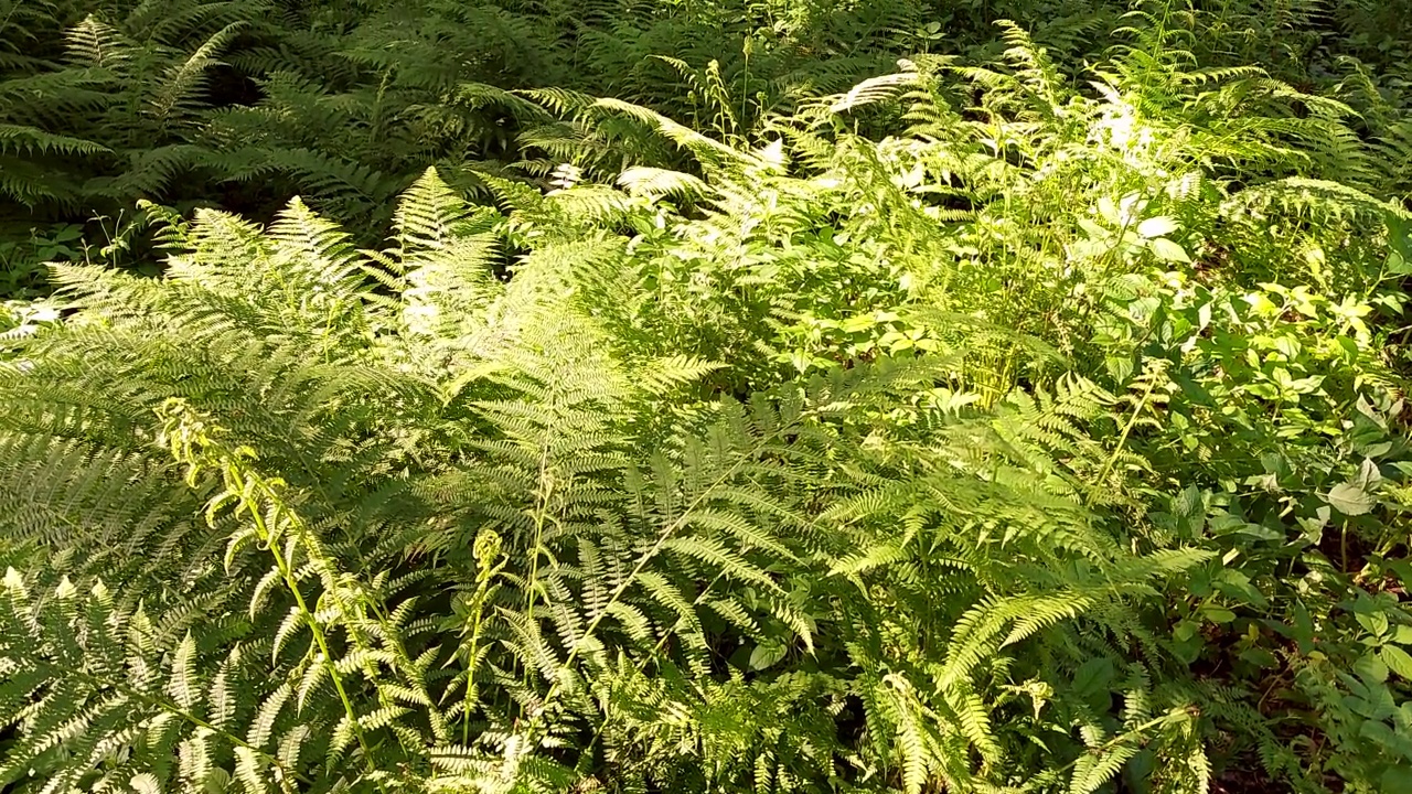 绿色蕨类树叶，密密麻麻的蕨类植物。视频素材