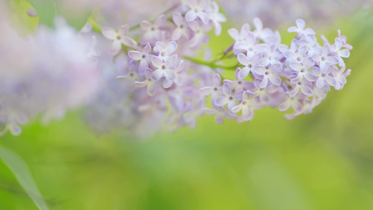 紫色淡紫色的花序是近距离的。美丽的开放。春天的自然背景。缓慢的运动。视频素材