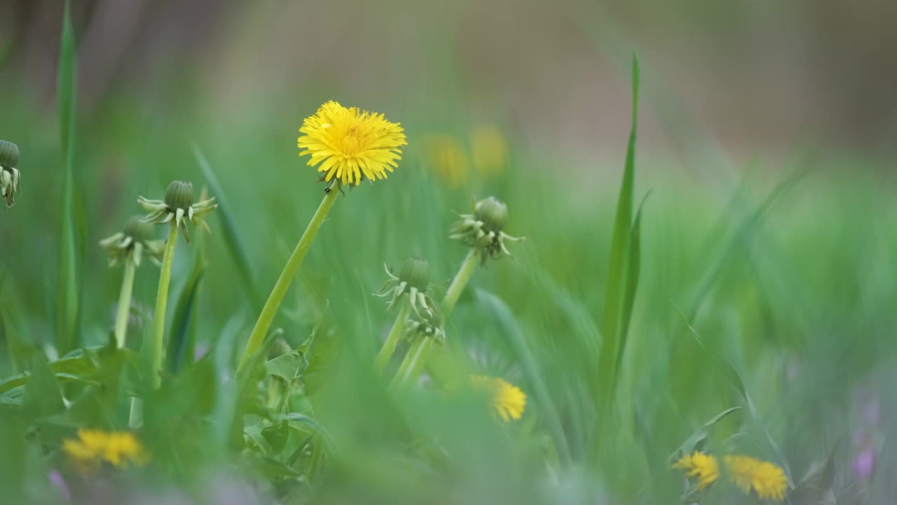 黄色的蒲公英花盛开在夏天的草地上，在绿色的阳光明媚的花园视频素材