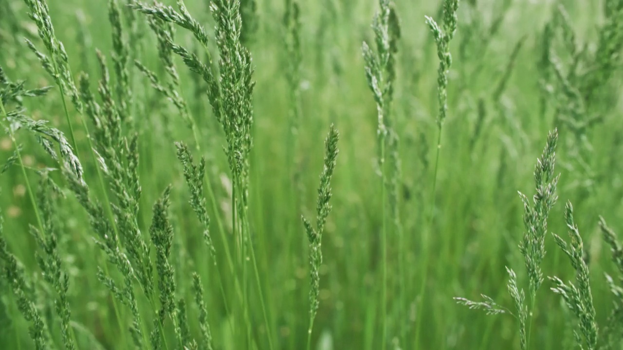 夏季草甸绿草自然田美坡视频素材