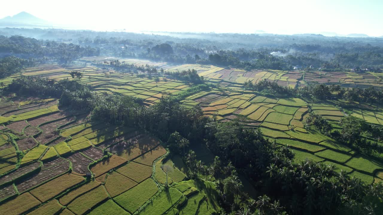 快速鸟瞰成熟和收获的土地在巴厘岛高地在早上的时间视频素材