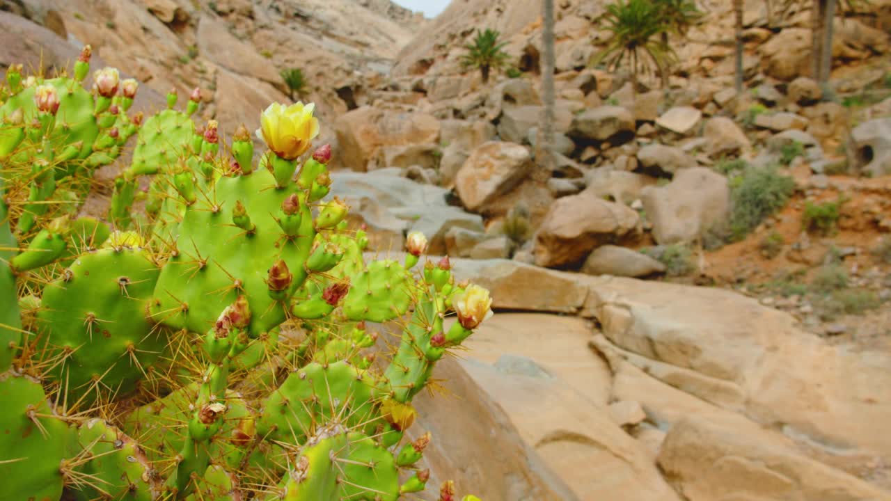 黄色盛开的仙人掌在沙漠峡谷，干燥的自然景观。Barranco de las Penitas。峡谷、砂岩山中的徒步小路。富埃特文图拉，加那利岛，西班牙。视频素材