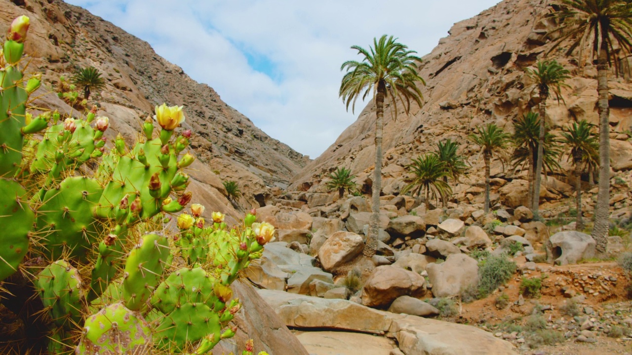 孤独的仙人掌盛开在峡谷，沙漠干燥的景观。Barranco de las Penitas。峡谷、砂岩山的徒步小路。富埃特文图拉，加那利岛，西班牙。视频素材