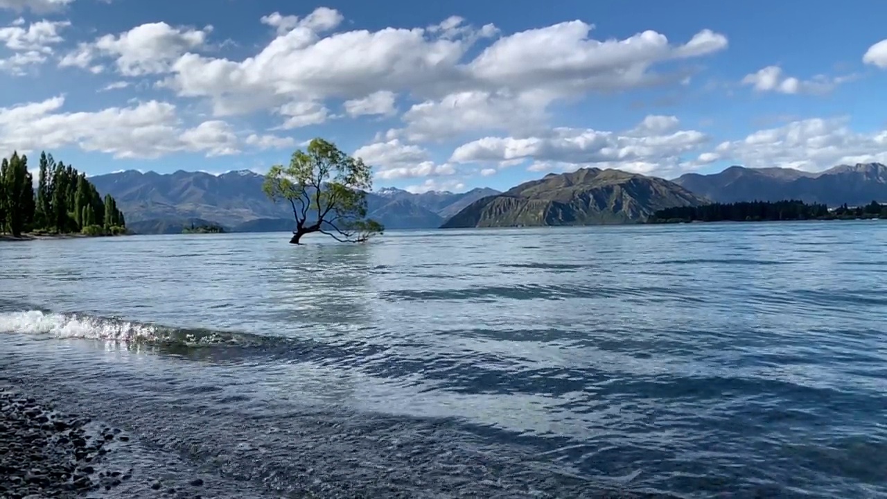 著名的风景裂缝柳树(#ThatWanakaTree)，新西兰瓦纳卡湖视频素材