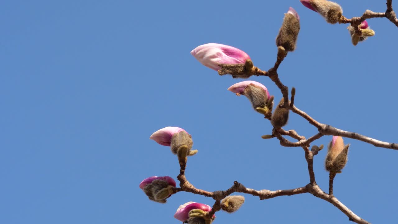 玉兰花蕾在春天视频素材