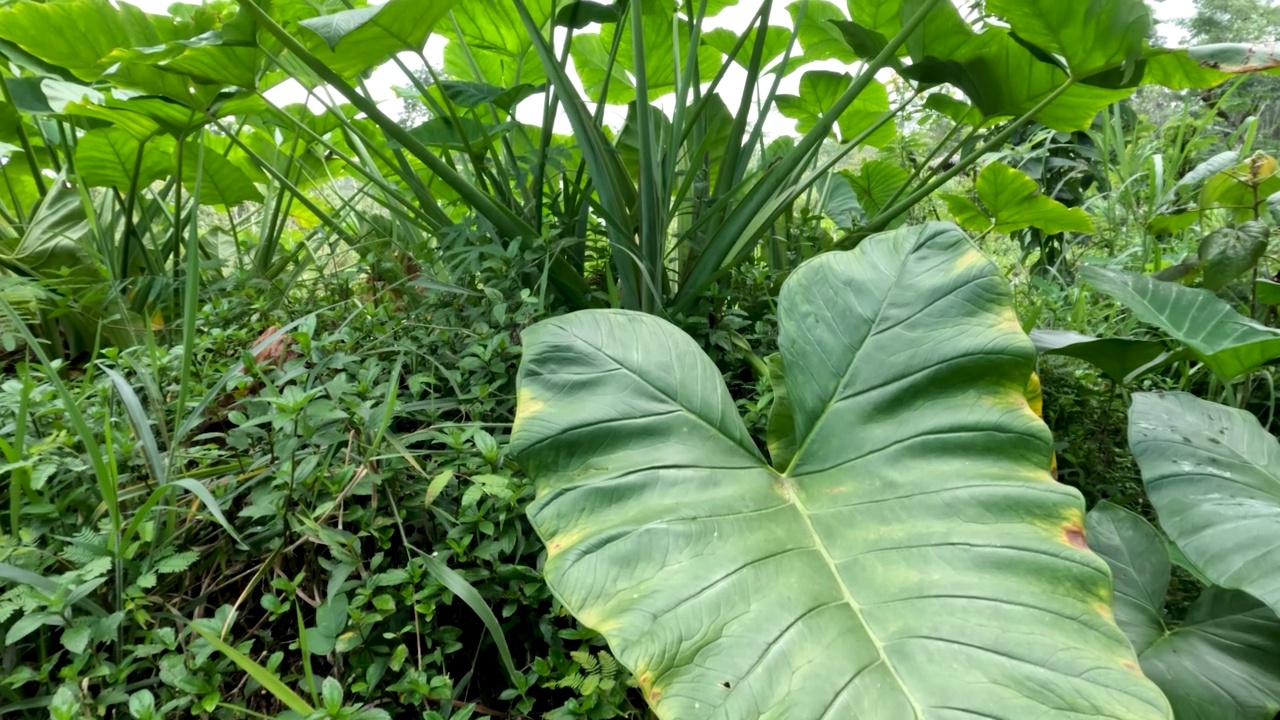 封闭芋是一种绿色的茎，一种根茎蔬菜，通常被称为芋头视频素材