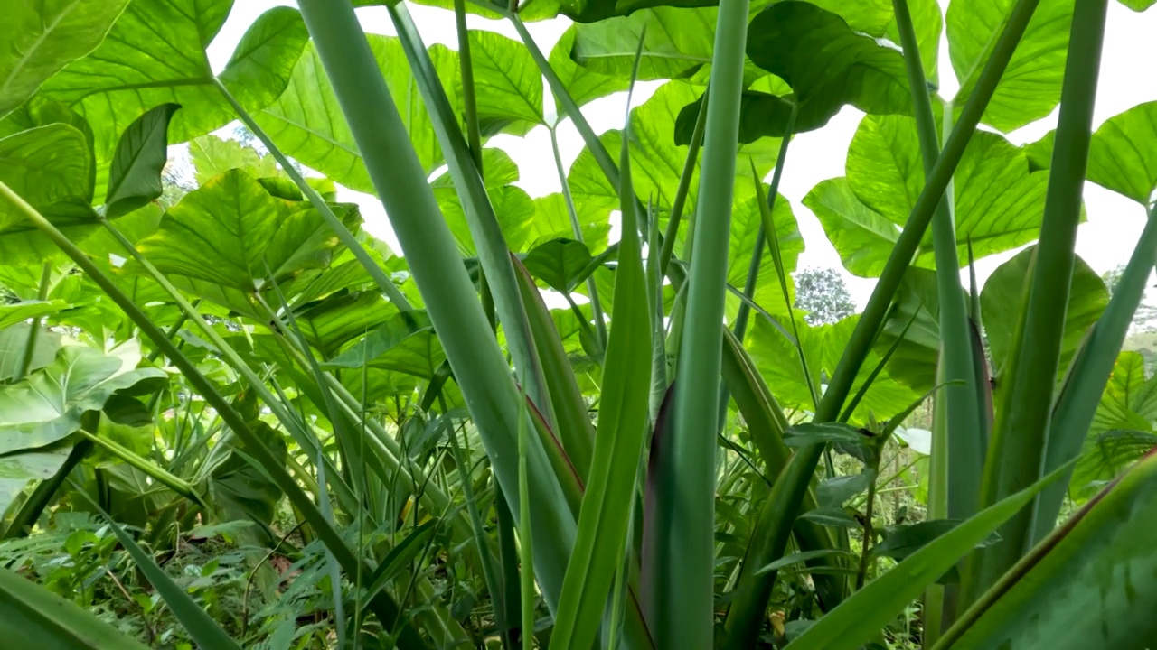 封闭芋是一种绿色的茎，一种根茎蔬菜，通常被称为芋头视频素材