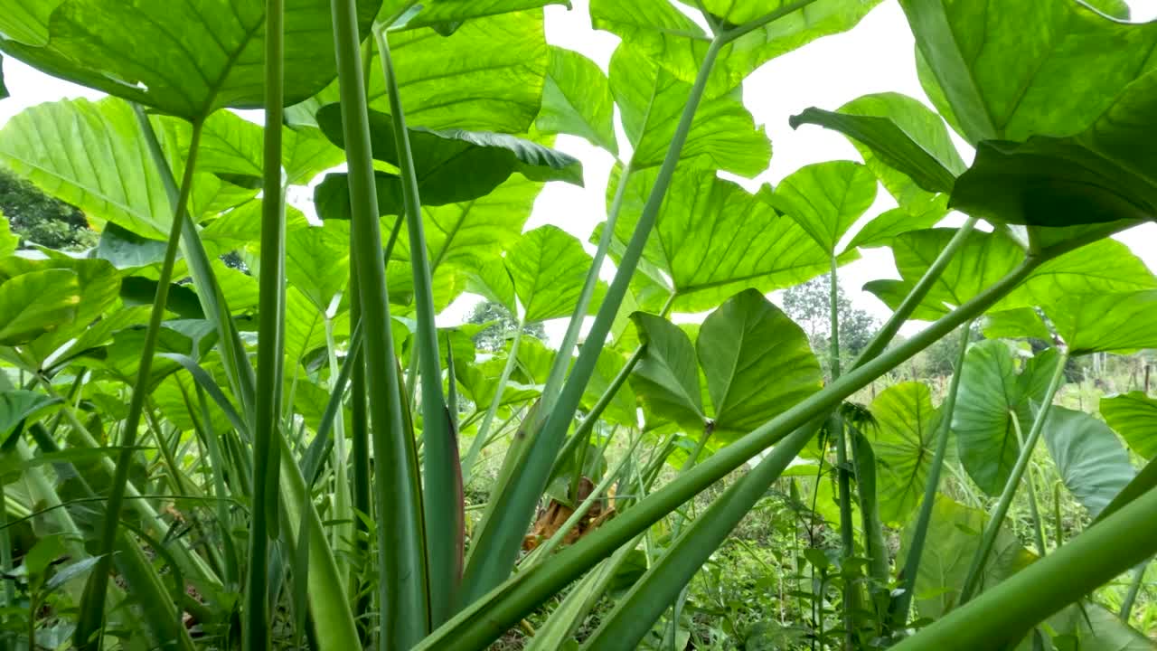 封闭芋是一种绿色的茎，一种根茎蔬菜，通常被称为芋头视频素材