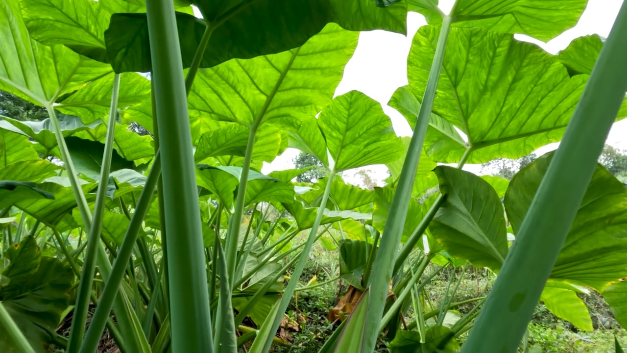 封闭芋是一种绿色的茎，一种根茎蔬菜，通常被称为芋头视频素材