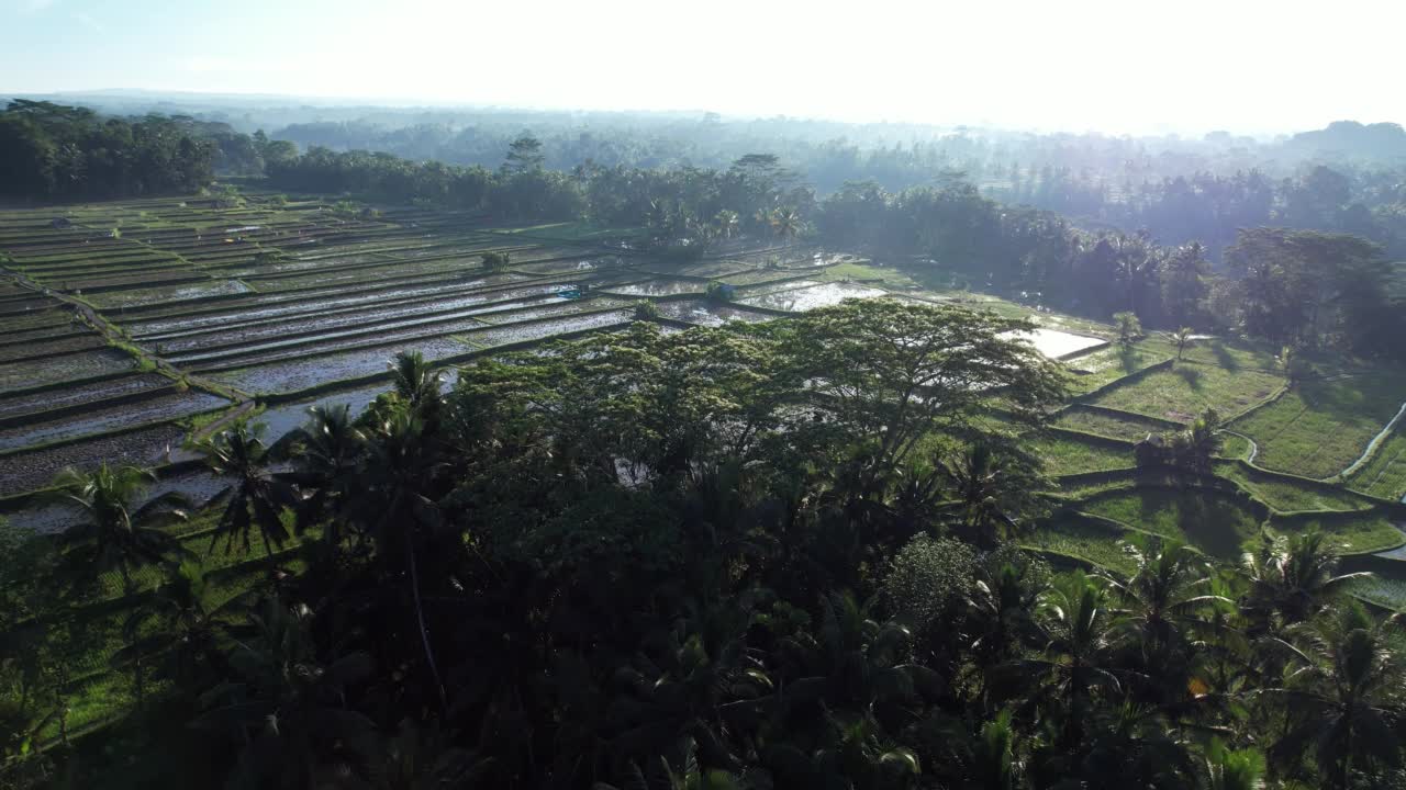 耕种和淹没的稻田，航拍巴厘岛农田在阳光明媚的早晨视频素材