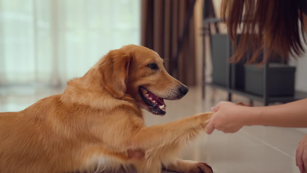 快乐的狗狗在客厅和年轻的女人玩耍。视频素材