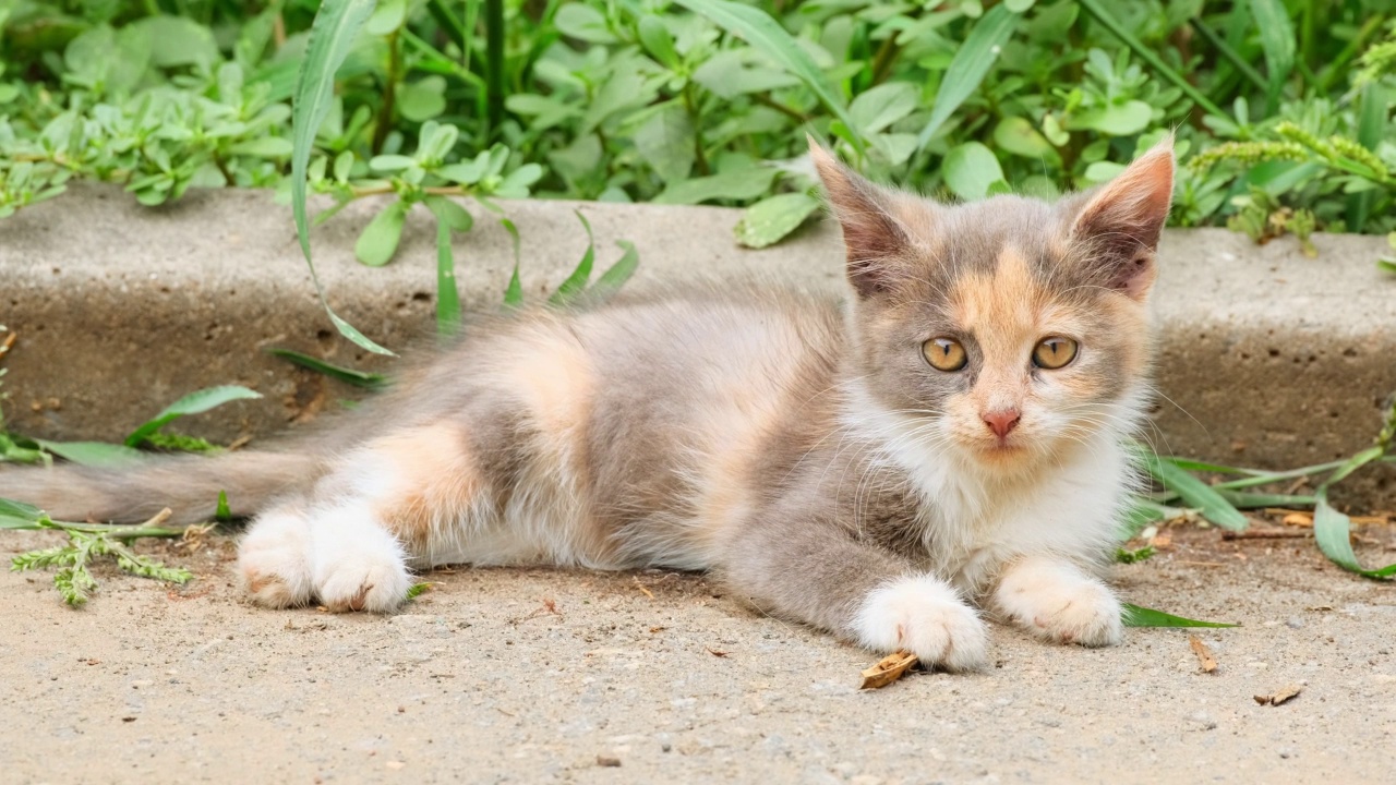 小猫特写肖像。小猫向前看。可爱的小猫躺在夏日的户外。动物在自然界中。色彩斑斓的猫视频素材