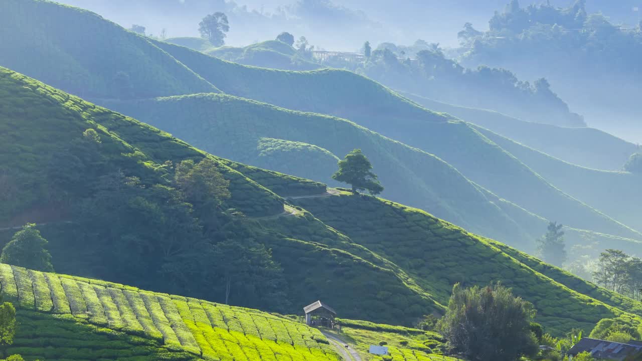 4K日出后美丽的绿茶种植园延时。视频素材