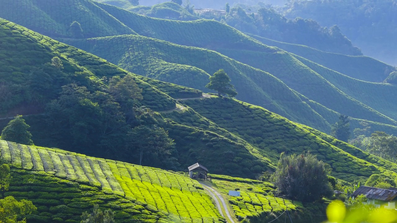 4K日出后美丽的绿茶种植园延时。向上倾斜的影响视频素材