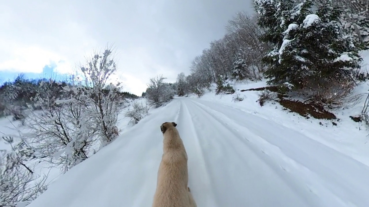 狗独自走在积雪覆盖的美好天气，狗走在雪地里，狗和脚印在雪路上，宠物狗在雪林寻找猎物，雪路和狗超广角视频素材